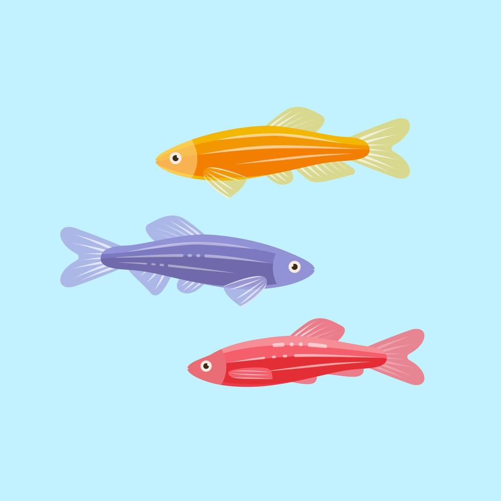 Colorful danios aquarium fish. vector