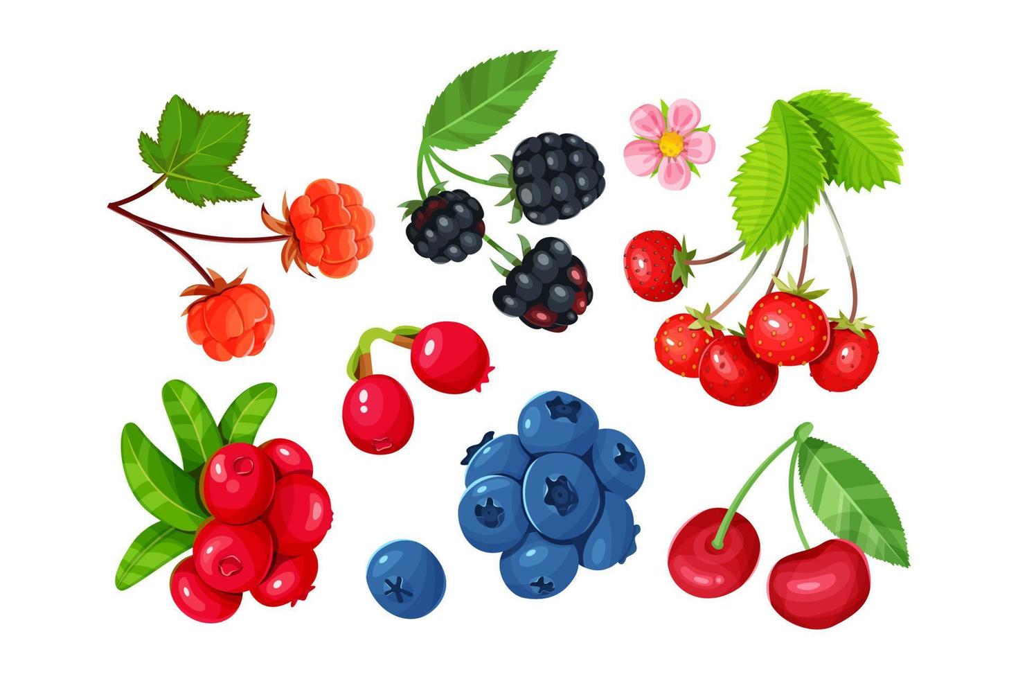 A set of various juicy berries isolated on a white background. Cherries, blackberries, blueberries, strawberries, cloudberry and lingonberries. vector