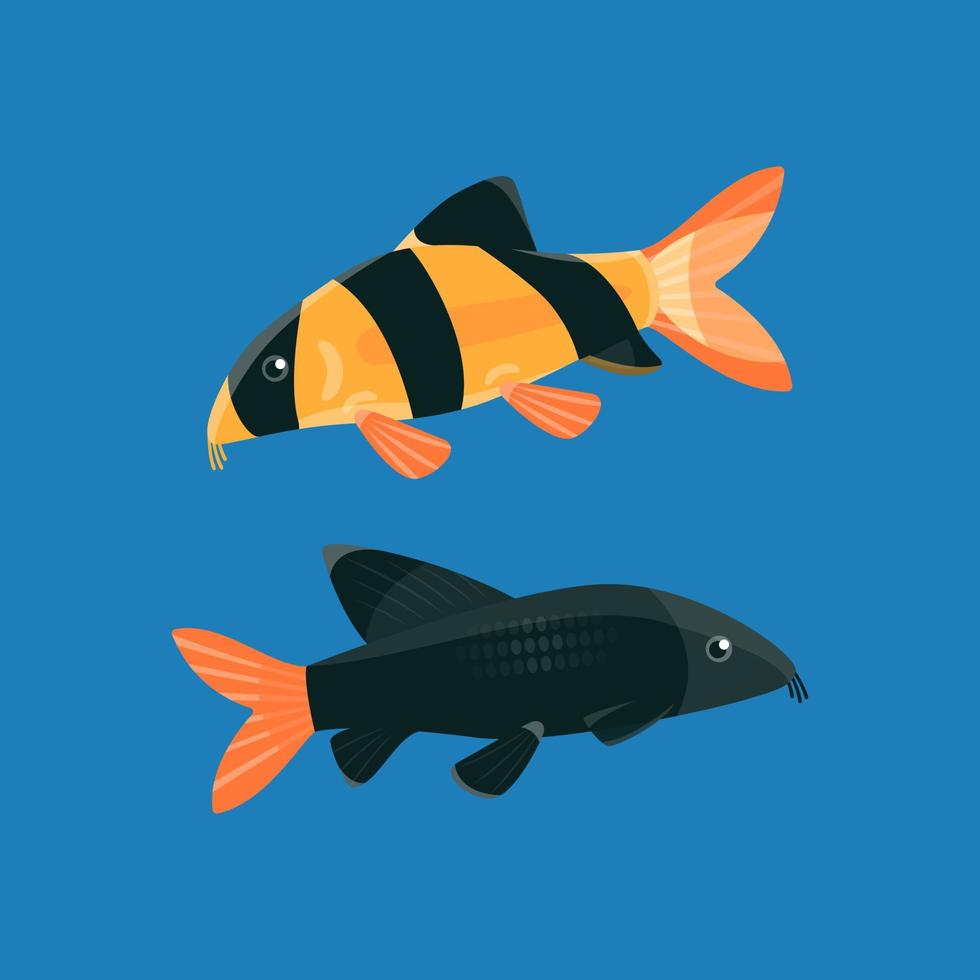 Clown loach and labeo bicolor aquarium fish. vector