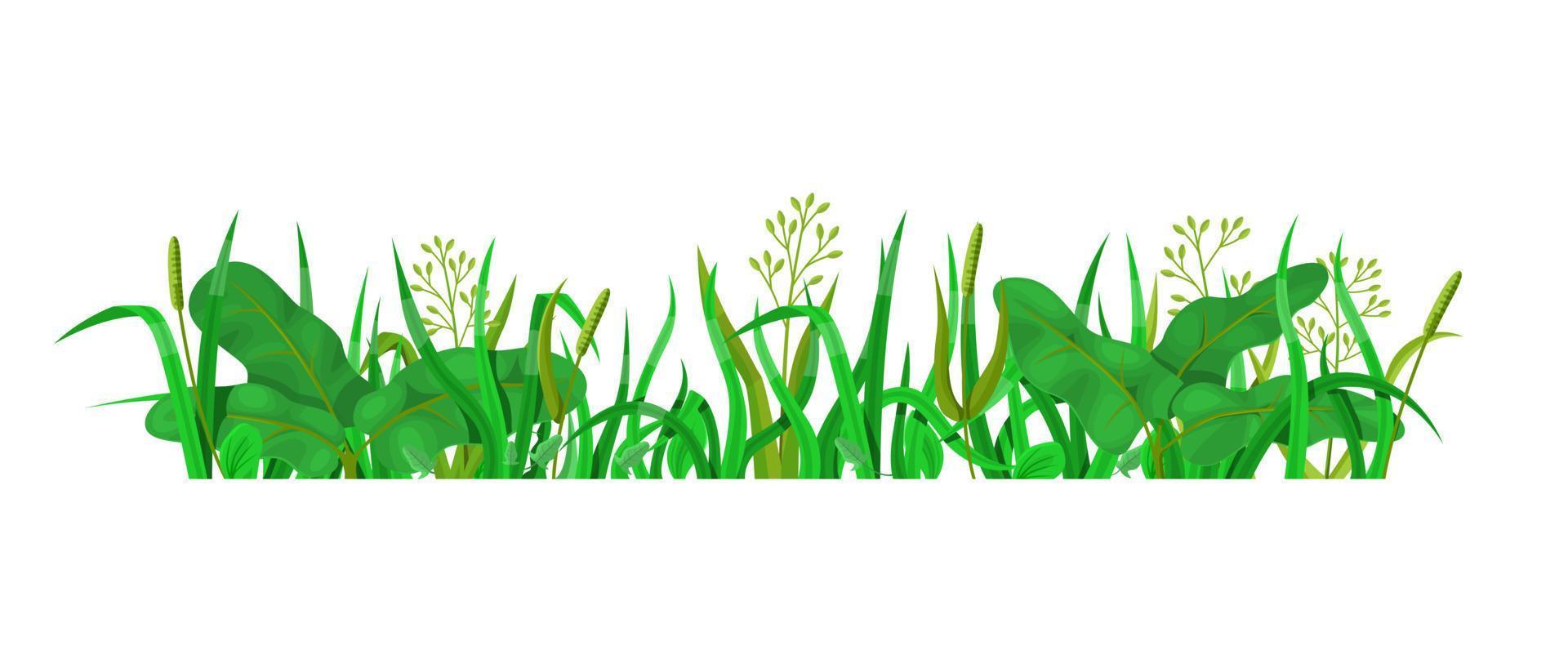 Green grass in side view isolated vector