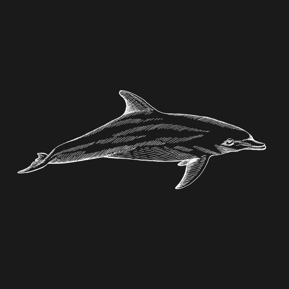 Dolphin. Hand drawn illustration converted to vector. Vector with animal underwater.