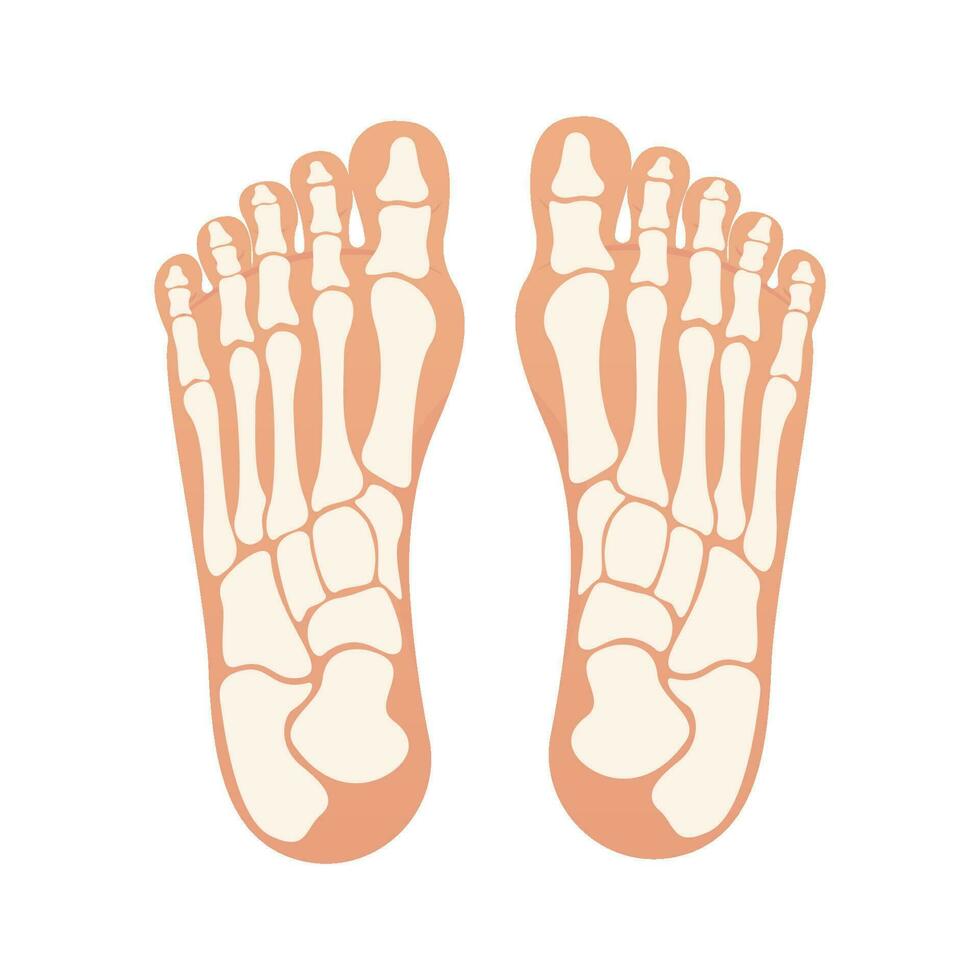 Bottom of foot with bones isolated vector illustration graphic
