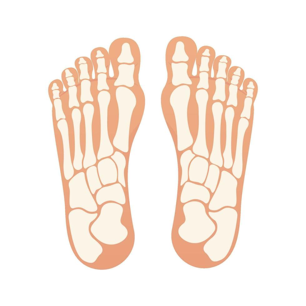 Bottom of foot with bones isolated vector illustration graphic