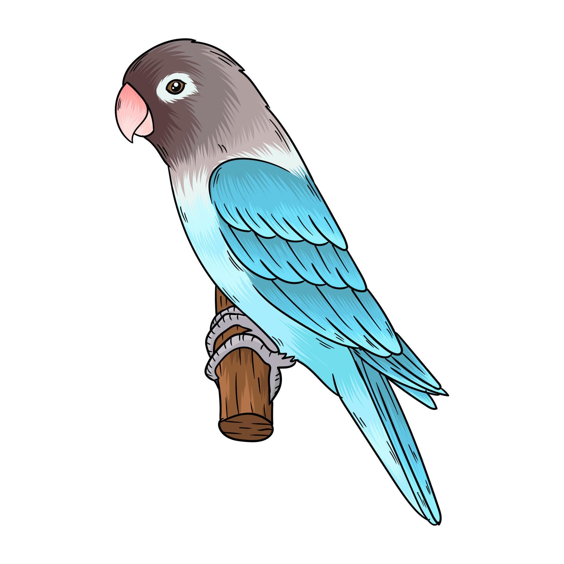 lovebird vector, this bird is a love bird 17226290 Vector Art at Vecteezy