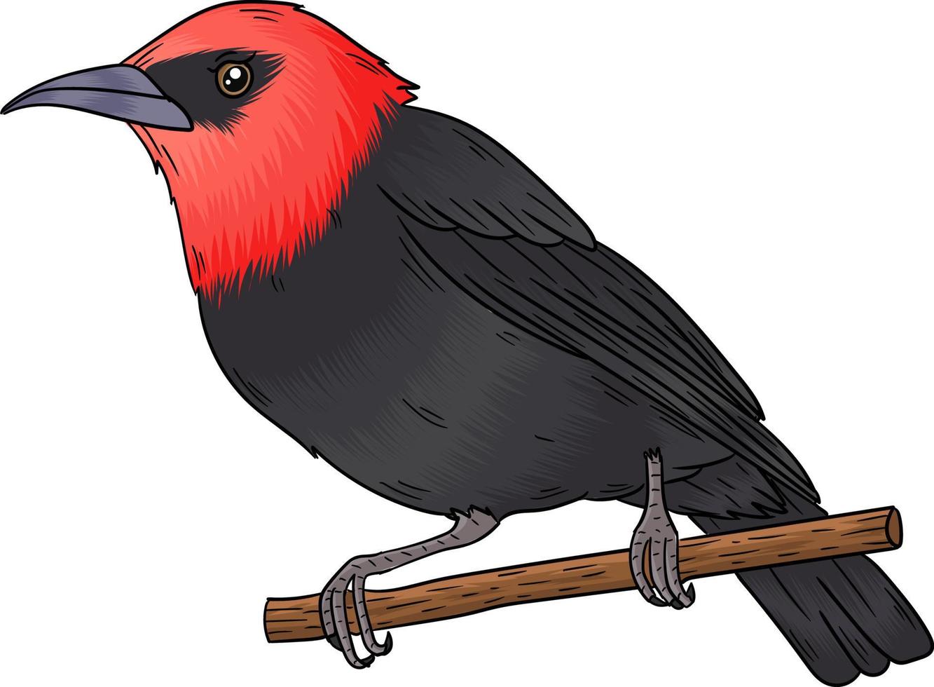 Rote Myzomela bird vector, this bird has a beautiful voice vector