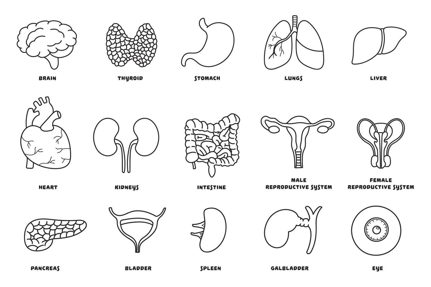 Hand drawn Vector illustration Set of human internal organs