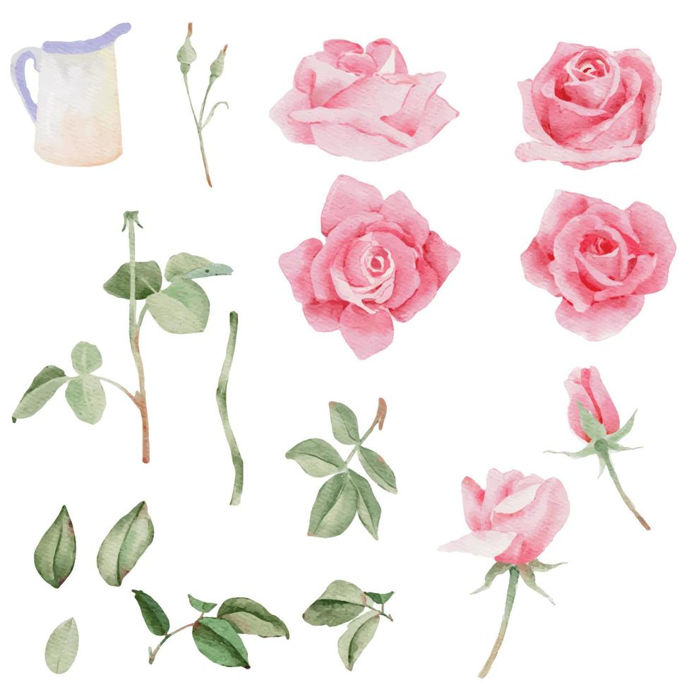 watercolor blooming pink rose branch flower bouquet elements vector