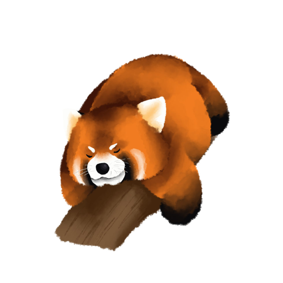 Cute red panda or Chinese bear character watercolor hand drawn. png