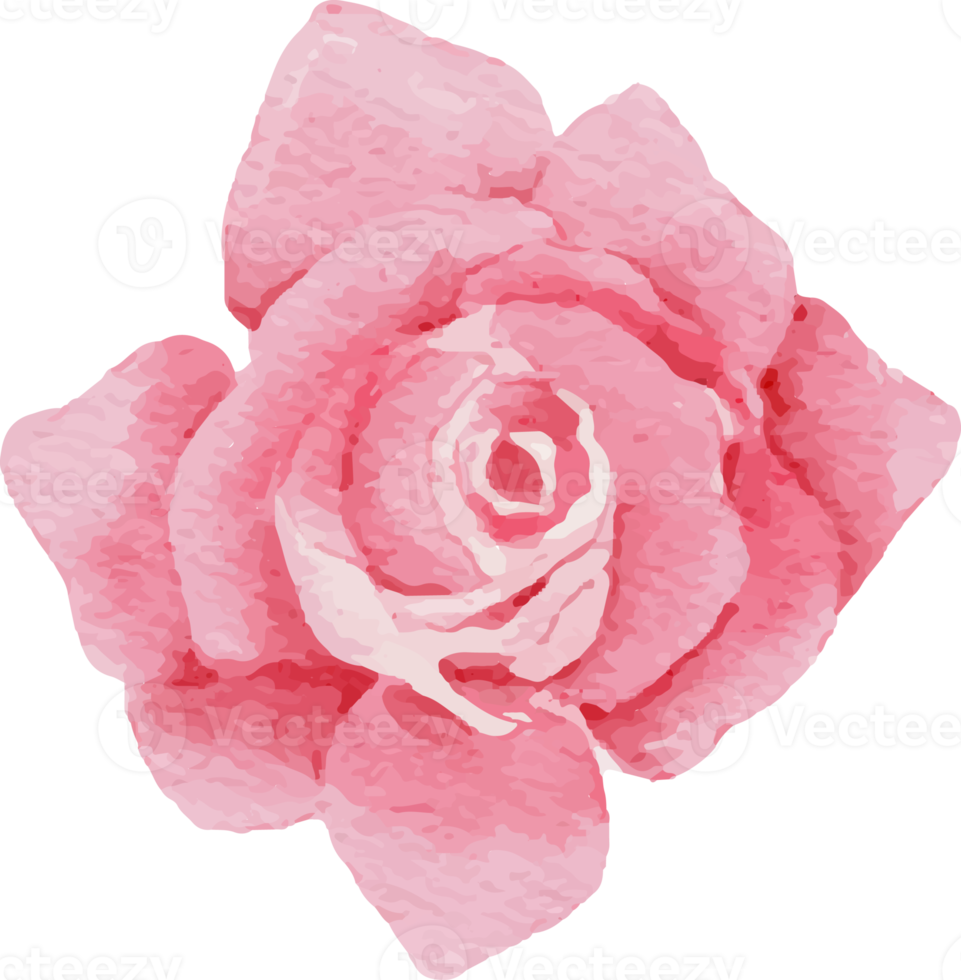 watercolor blooming pink rose branch flower bouquet elements png