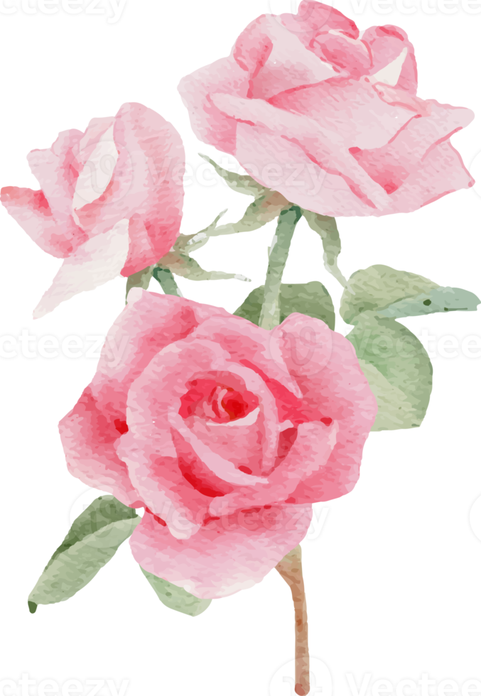 waterverf roze roos bloem boeket voor valentijnsdag dag png