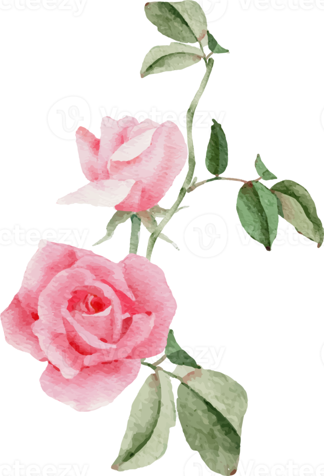 watercolor pink rose flower bouquet for valentines day png