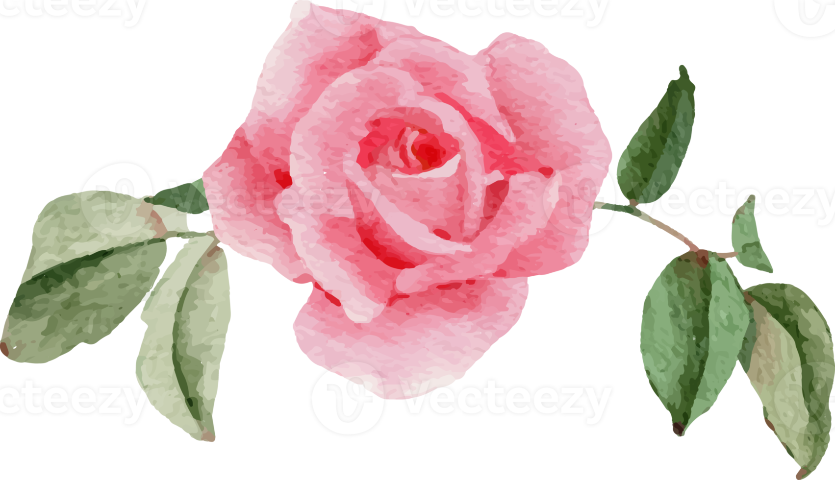 watercolor pink rose flower bouquet for valentines day png