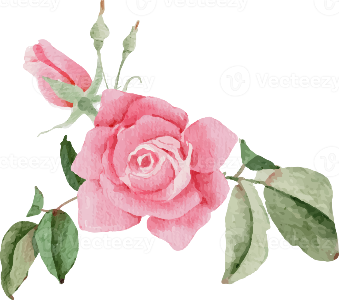 watercolor pink rose flower bouquet for valentines day png