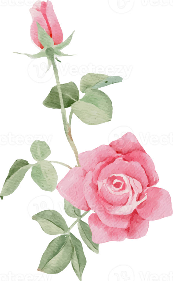 vattenfärg rosa reste sig blomma bukett för valentines dag png