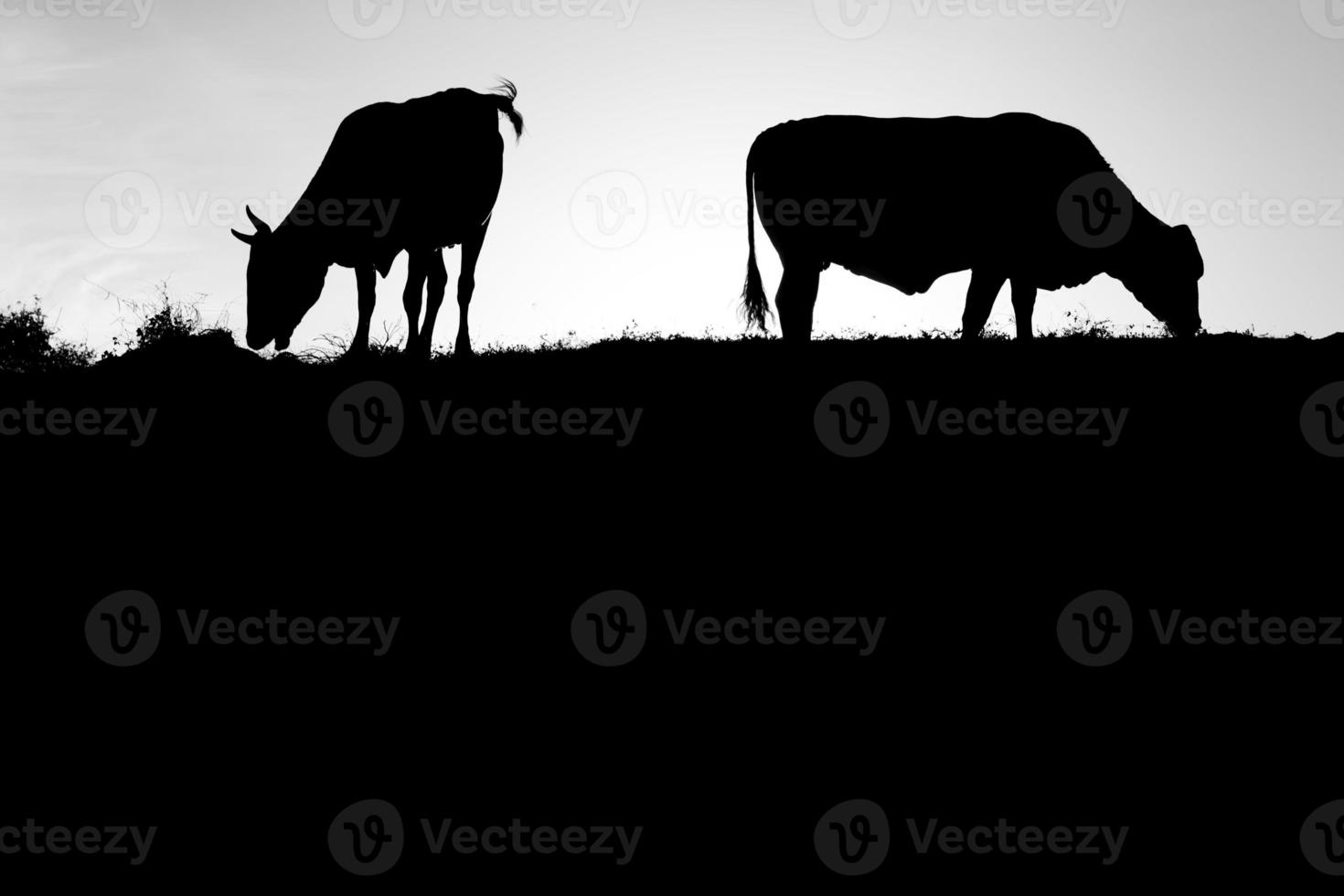 cow silhouette in black and white photo