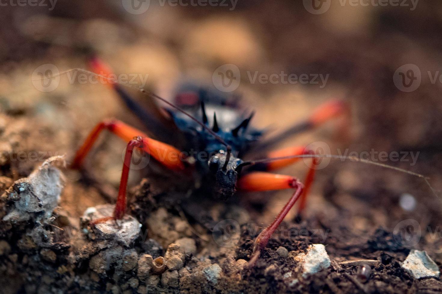 horrid king assassin bug psytalla horrida photo