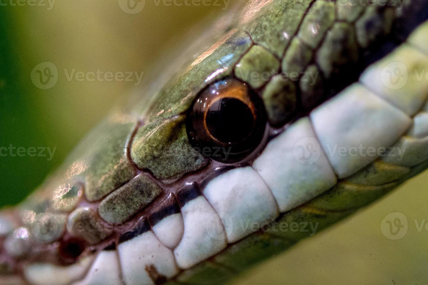 serpiente verde baron racer macro foto