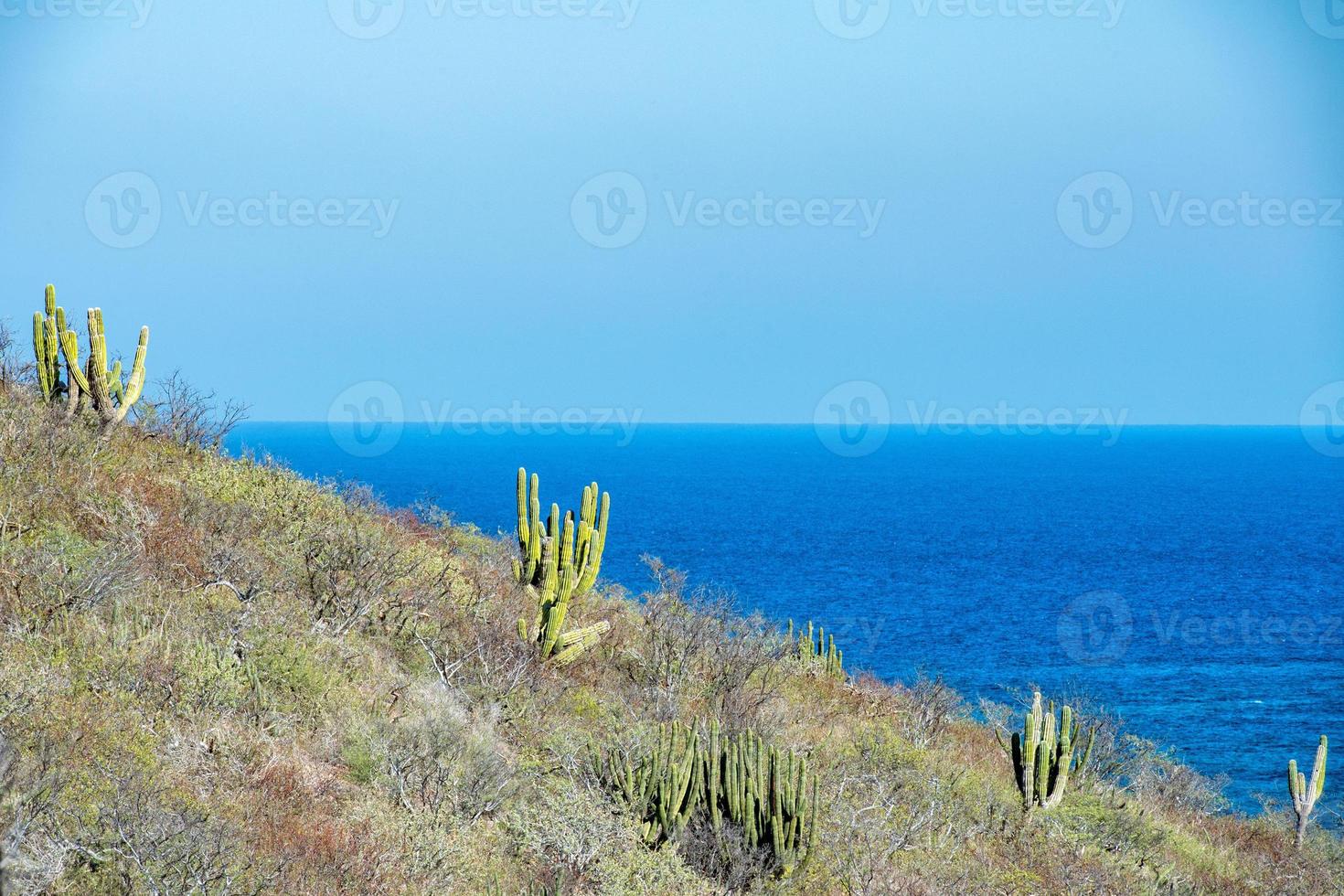 cactus in Cabo Pulmo Baja California national park panorama photo