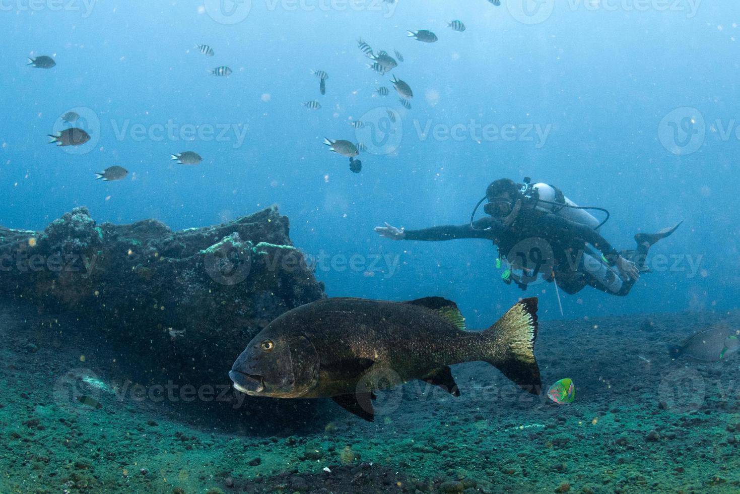 oceanic big colorful grouper on liberty wreck background photo