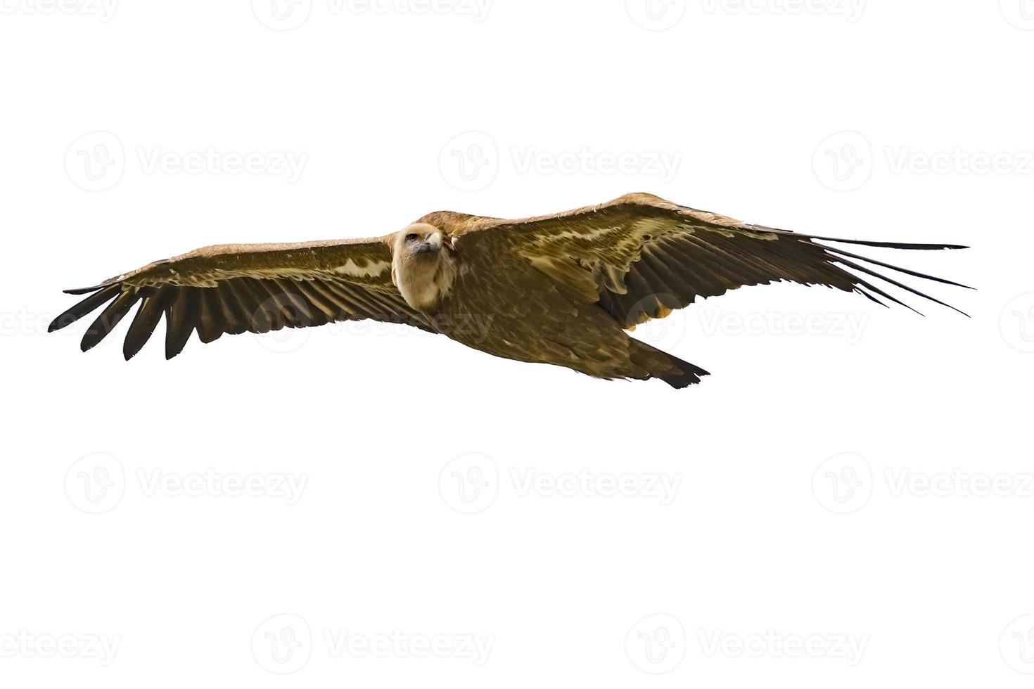 verdon vulture griffon buzzard bird isolated on white photo