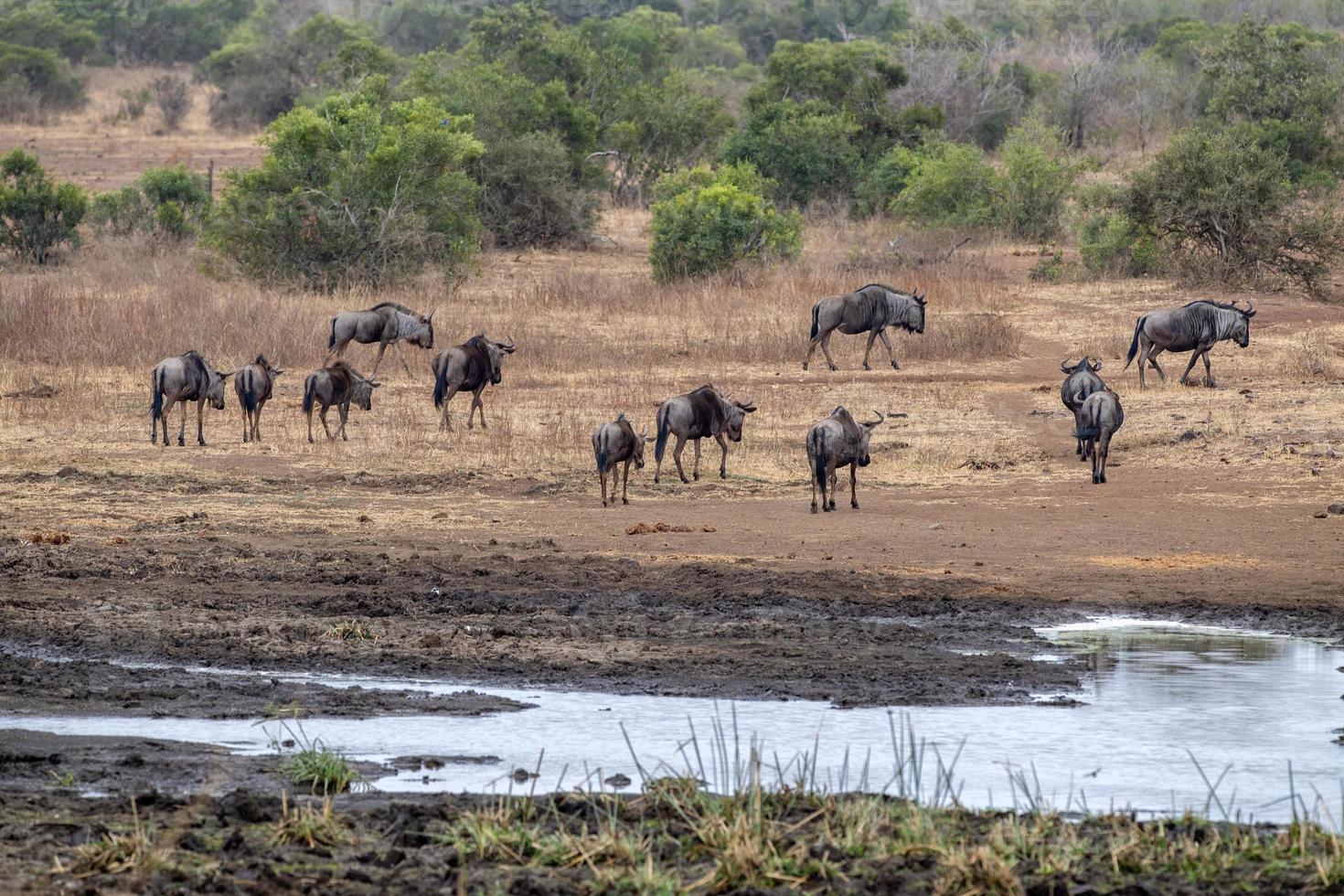 gnu in kruger park south africa drinking pod photo
