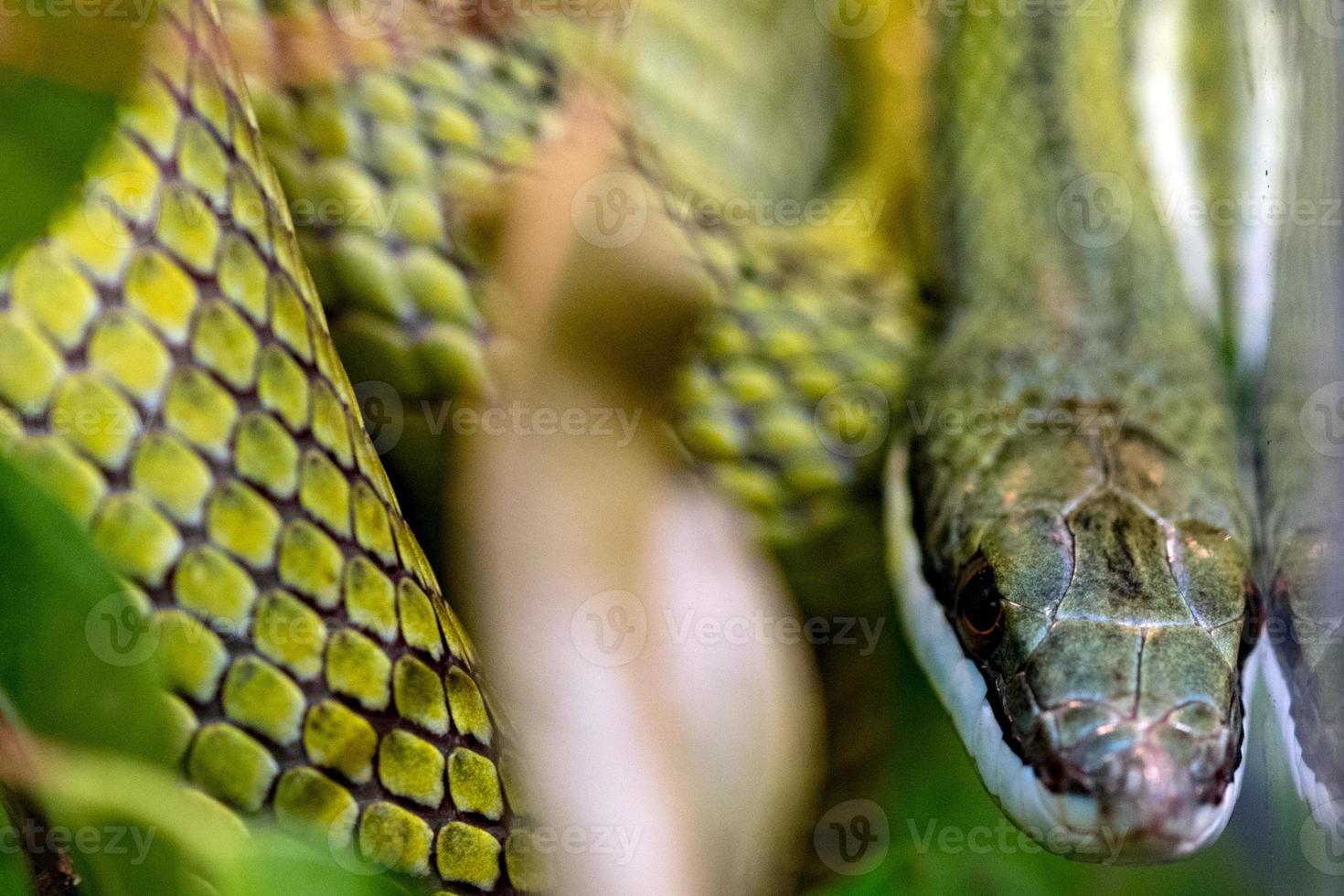 serpiente verde baron racer macro foto