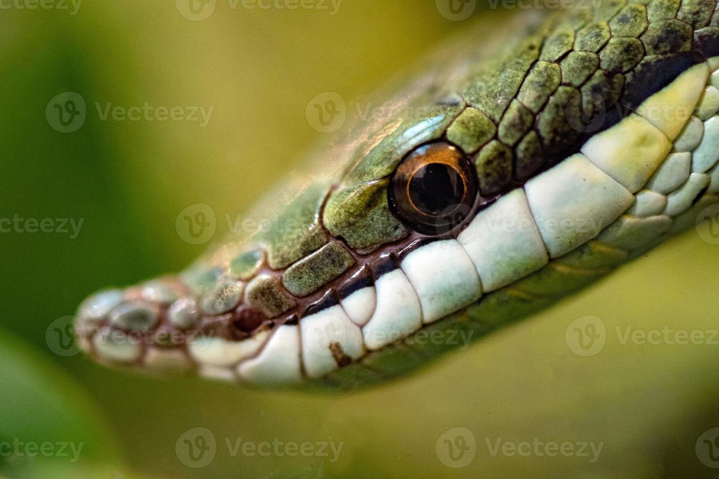 Green Snake baron racer macro photo