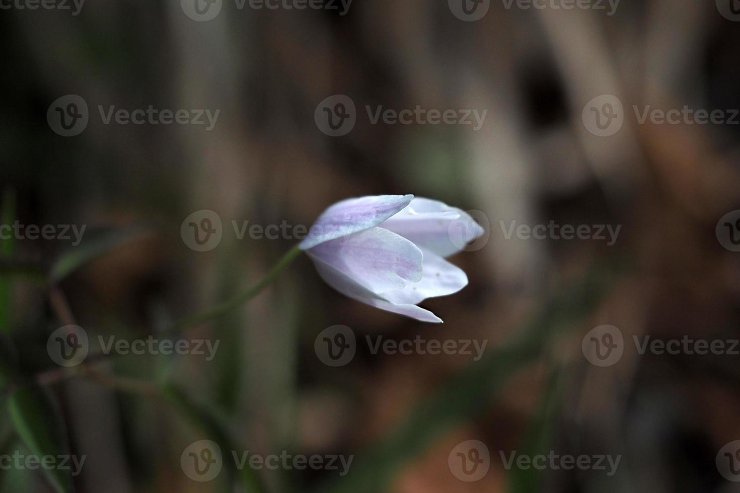 Scottish bluebell flower campanula rotindufolia photo