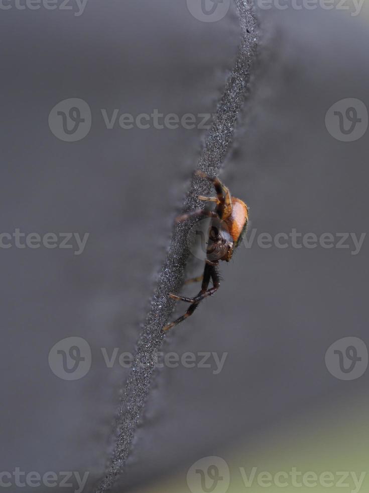 Napoleon spider close up macro Synema globosum photo