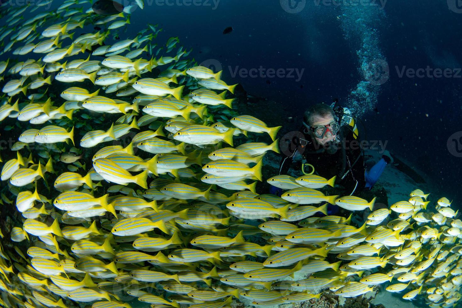 Scuba Diver dentro de la escuela de pargo amarillo lutjanidae mientras bucea maldivas foto