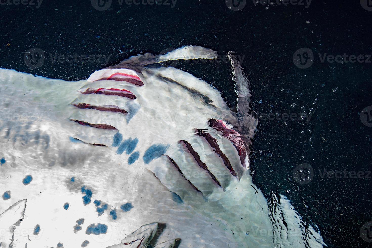 Manta eating krill plancton at night photo