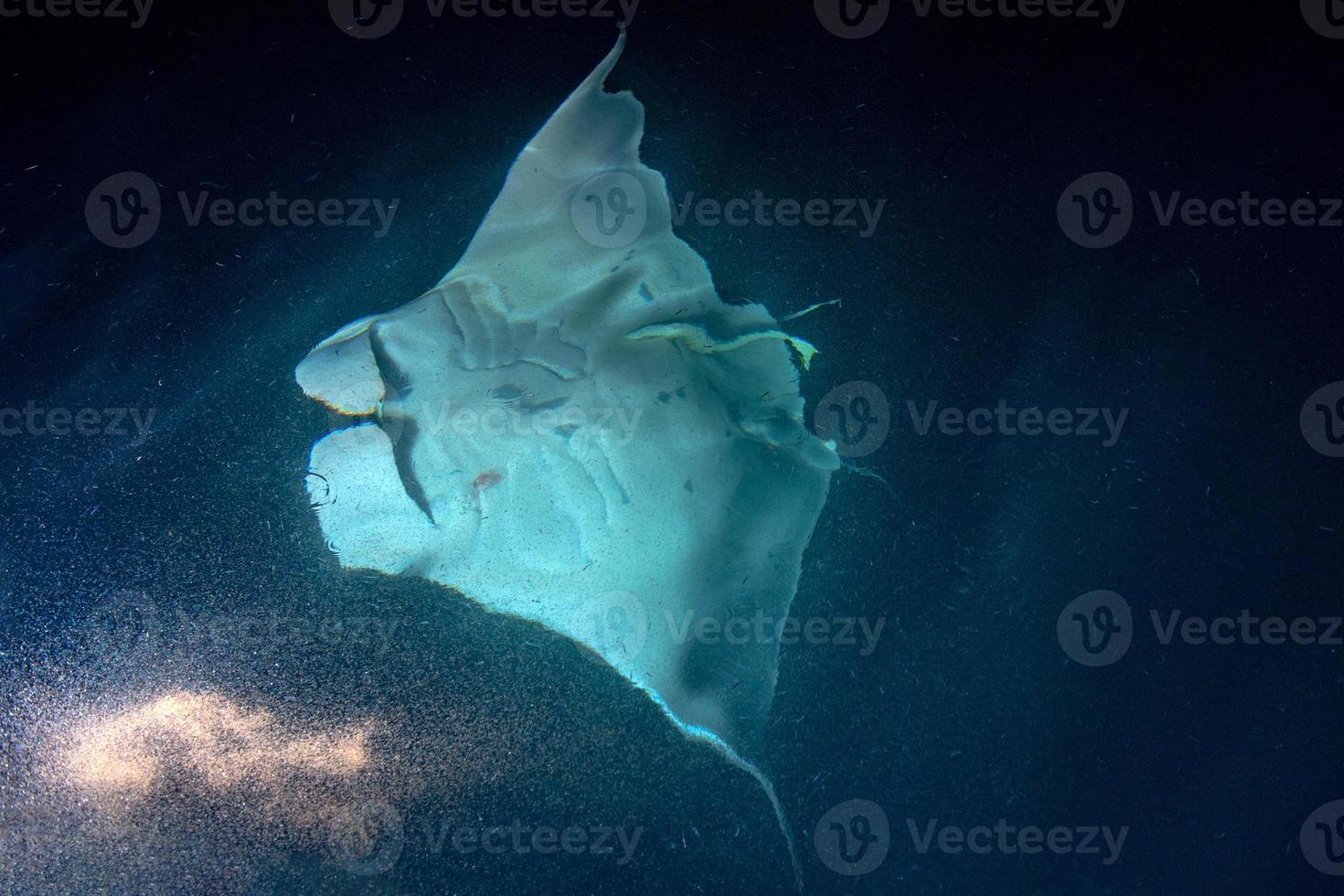 Manta eating krill plancton at night photo