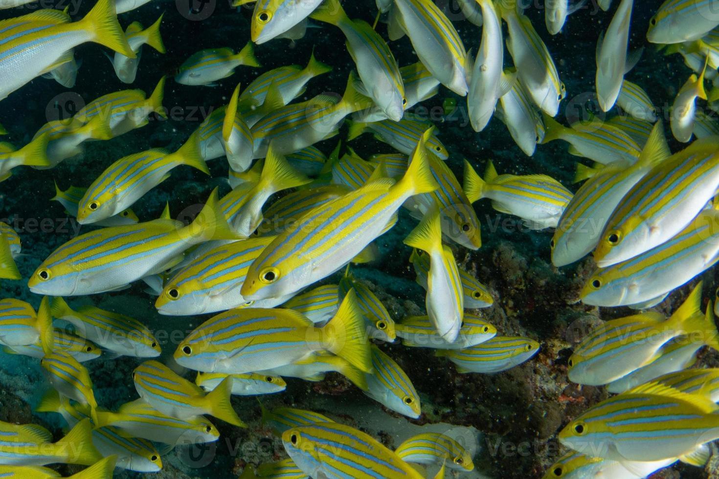 yellow Snapper Lutjanidae while diving maldives photo