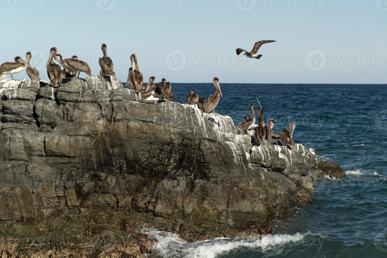 many birds pelicans seagull on baja california sur beach punta lobos photo