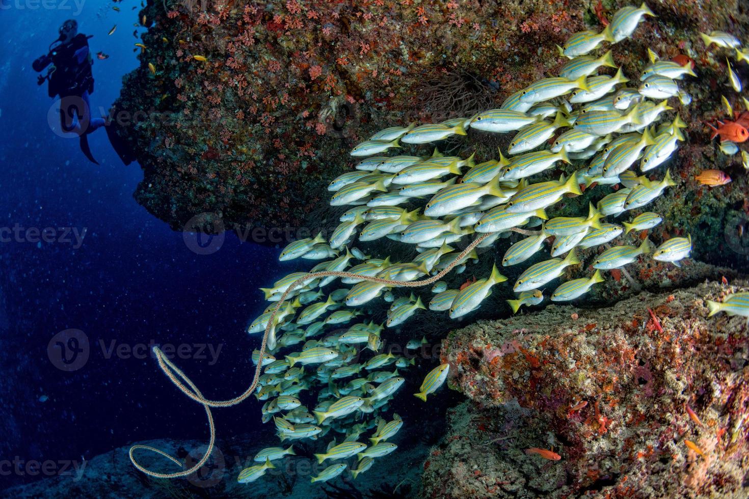 silueta de buzo y escuela de pargo amarillo lutjanidae mientras bucea en maldivas foto