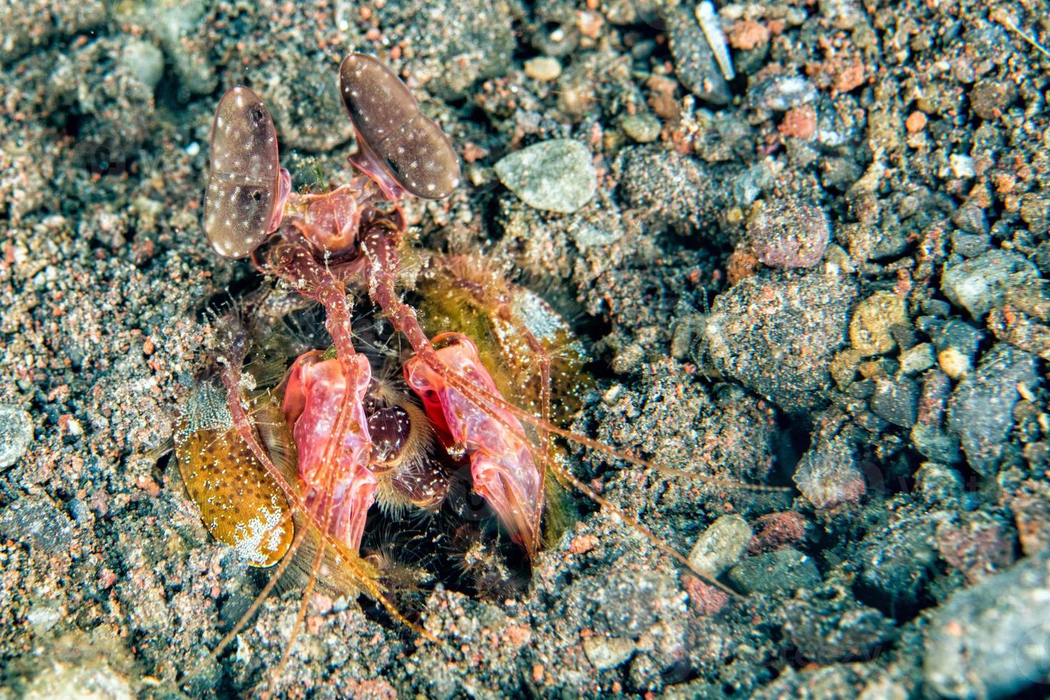 langosta mantis bajo el agua escondida en la arena foto