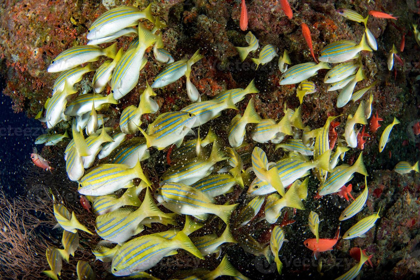 yellow Snapper Lutjanidae while diving maldives photo