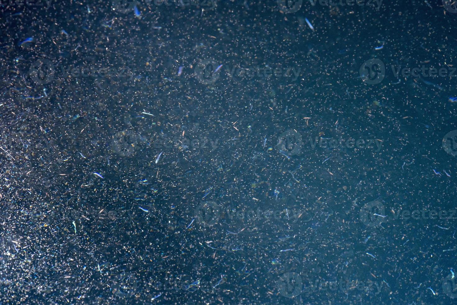 krill macro detail at night photo
