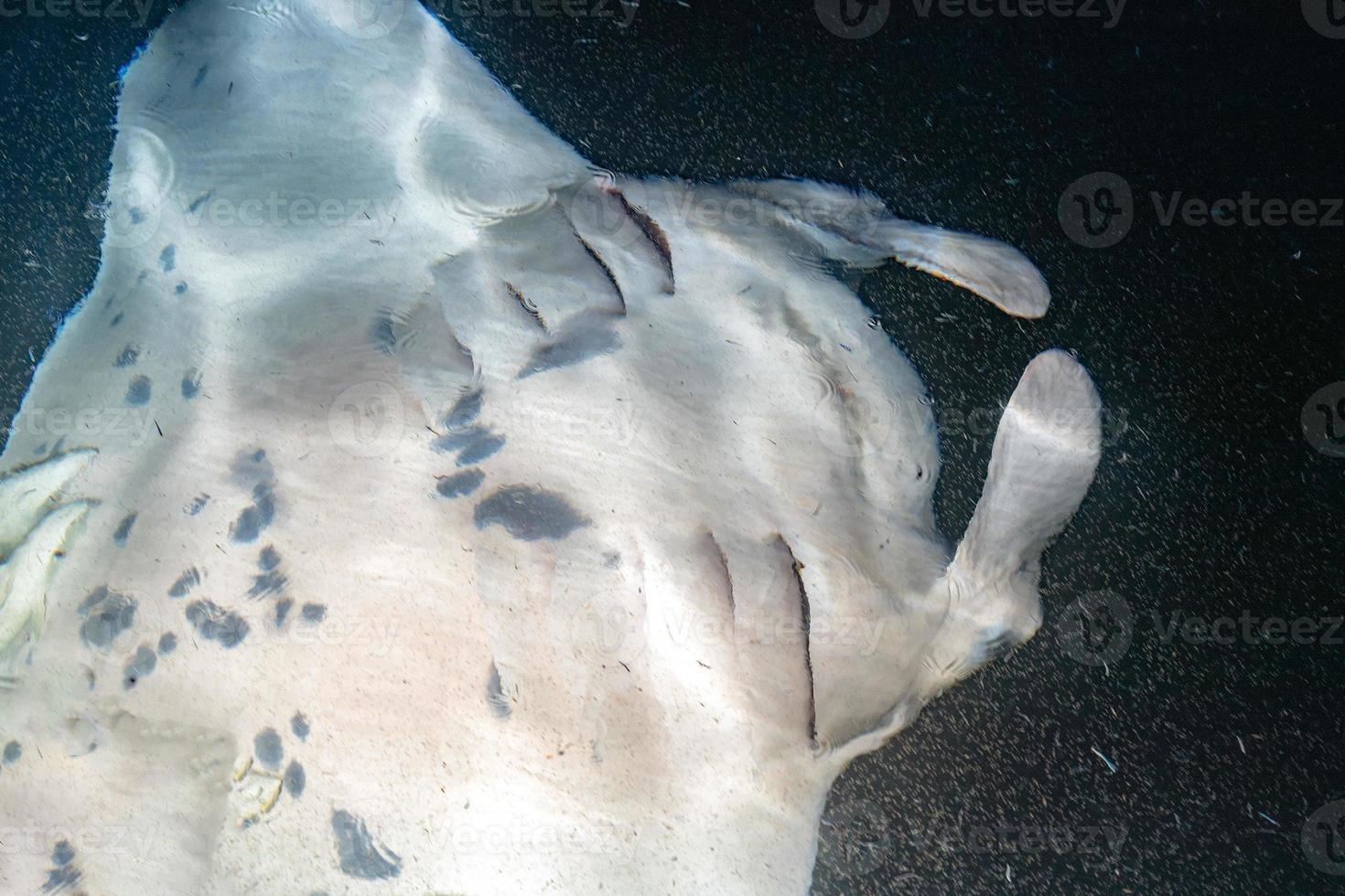 Manta eating krill plancton at night photo