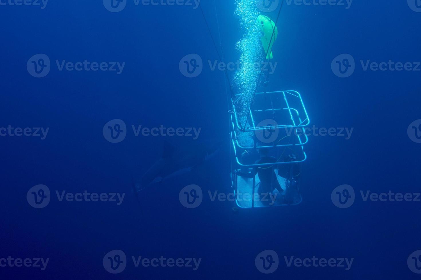 cage dive with White shark ready to attack photo