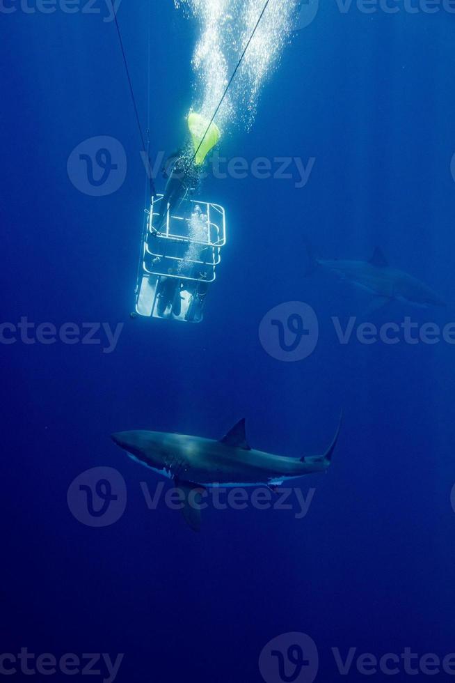 cage dive with White shark ready to attack photo