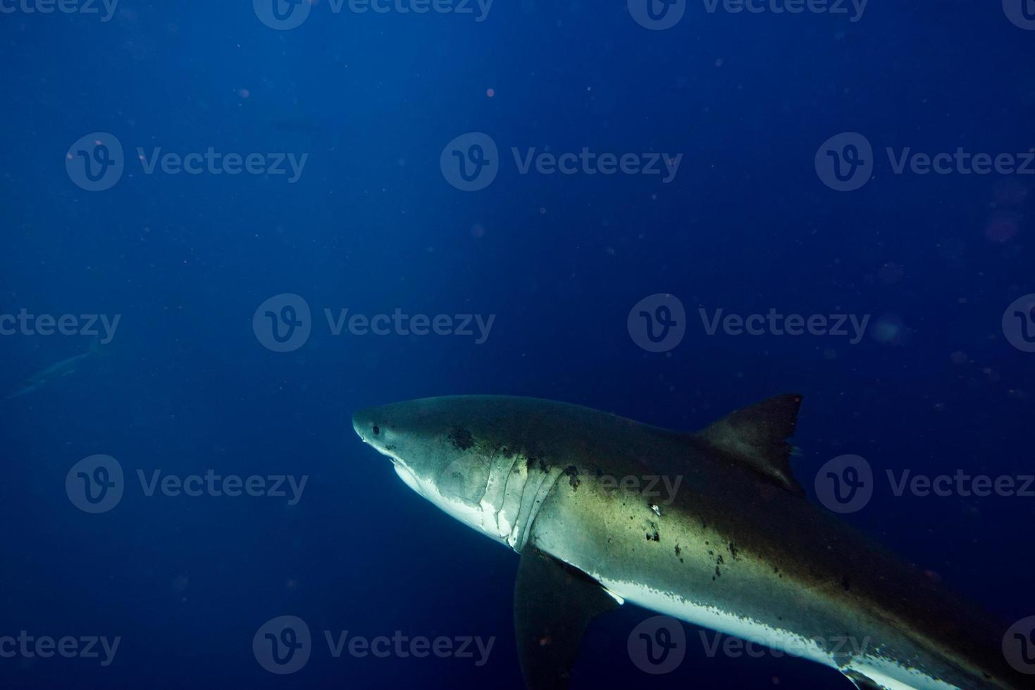 Great White shark ready to attack photo