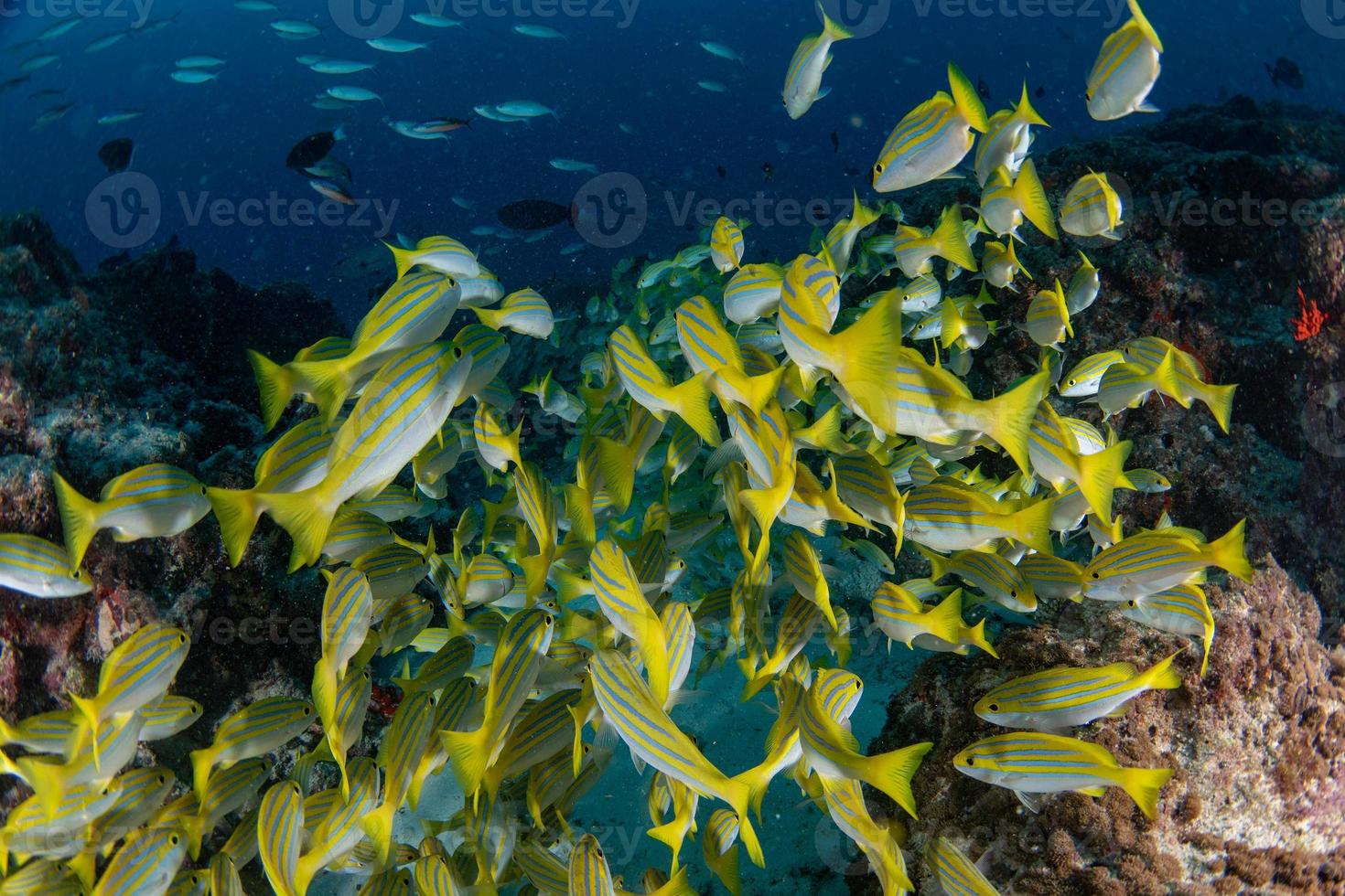 yellow Snapper Lutjanidae while diving maldives photo