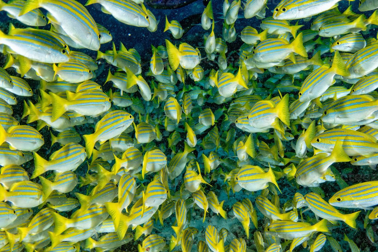 yellow Snapper Lutjanidae while diving maldives photo