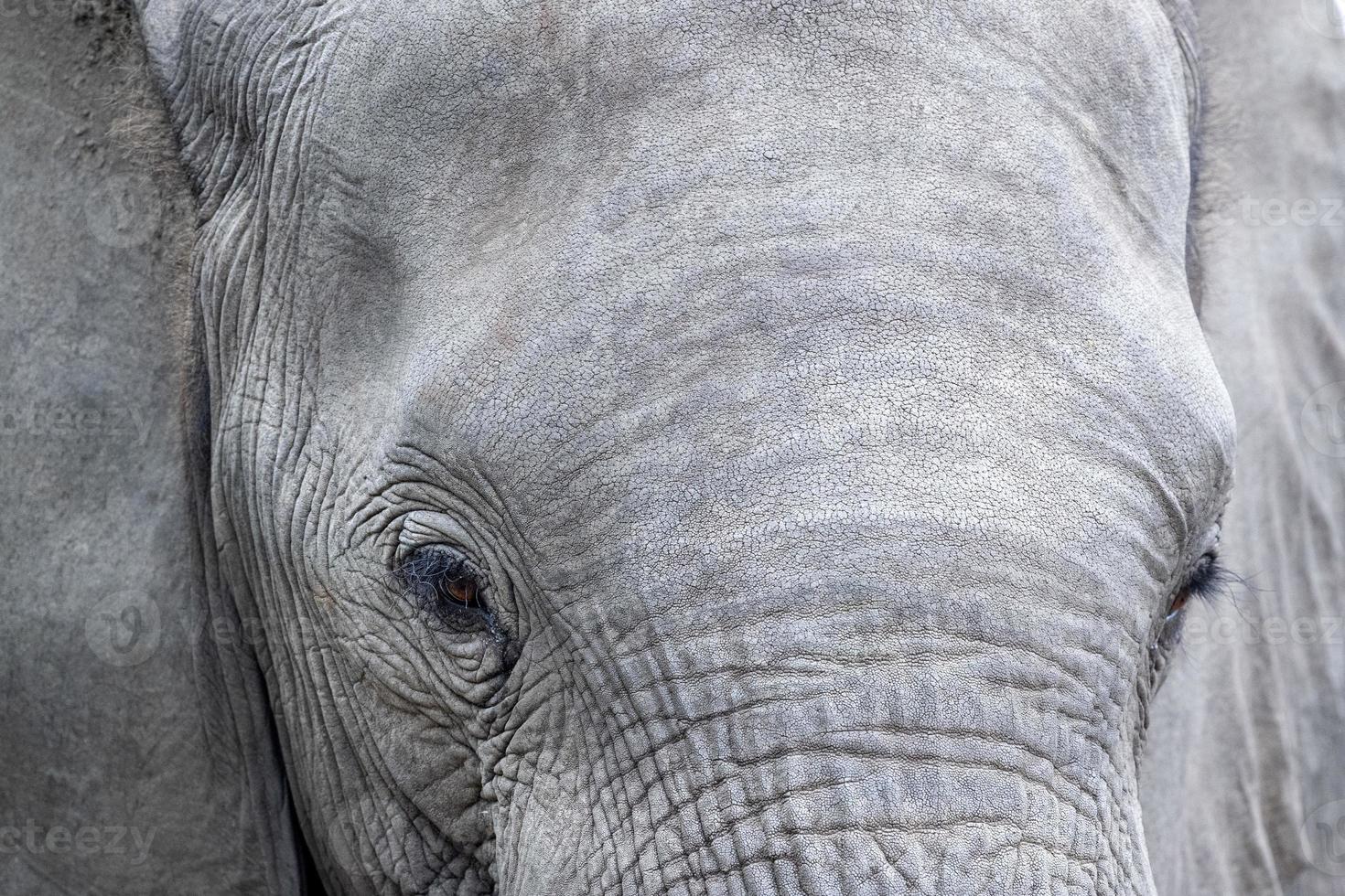 elephant eye close up in kruger park south africa photo