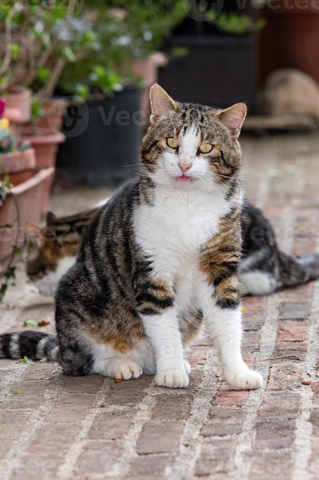 curious cat in tuscany portrait photo