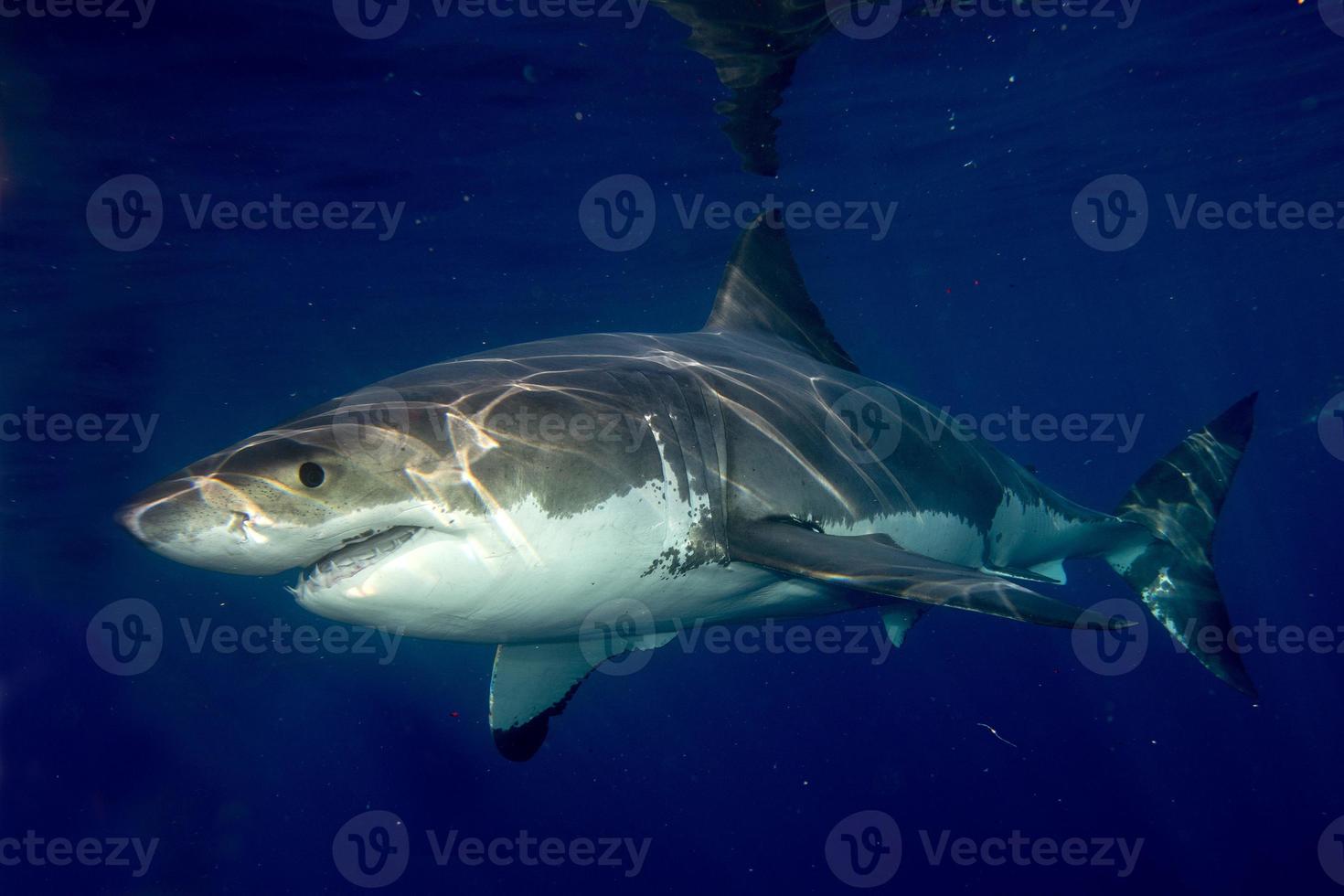 Great White shark ready to attack photo