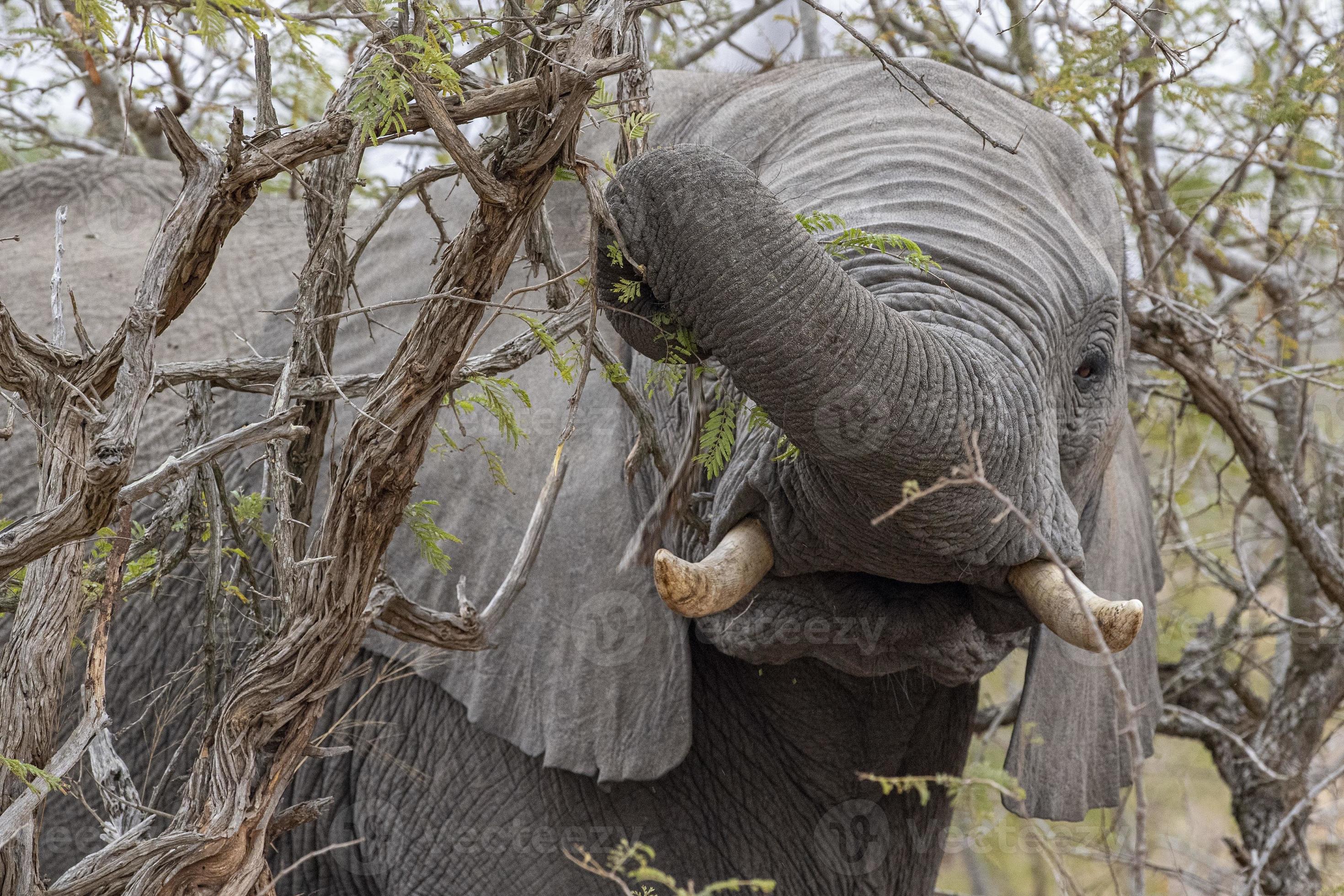 elephant while eating marula tree fruit in kruger park south africa
