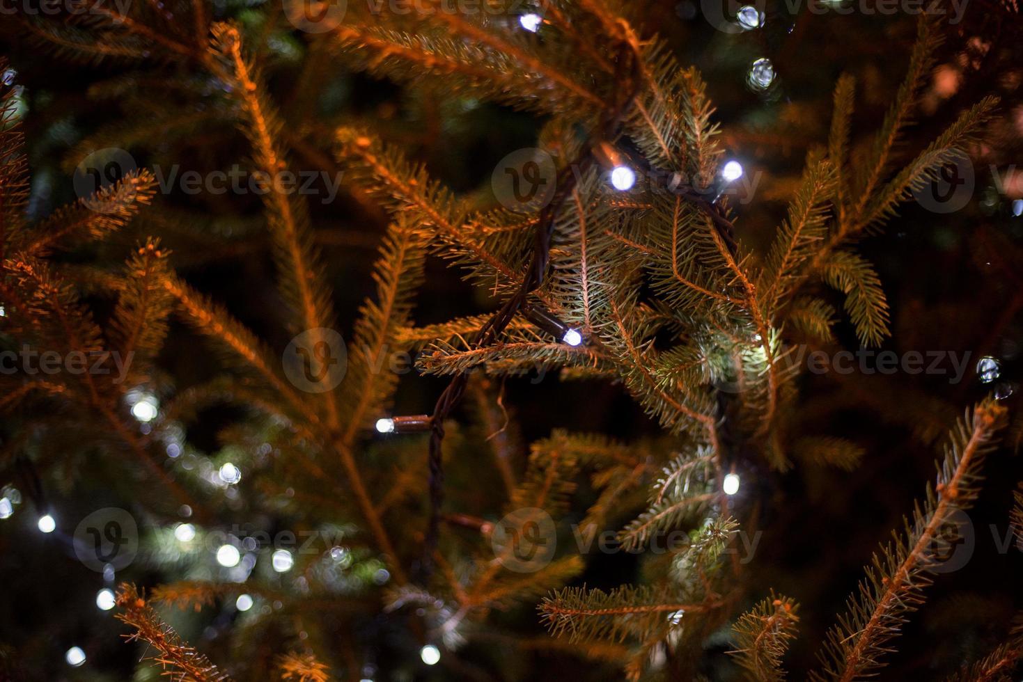 christmas tree branches detail with lights photo