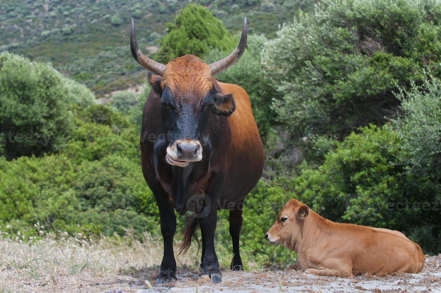 A sardinian cow and its calf while looking at you photo